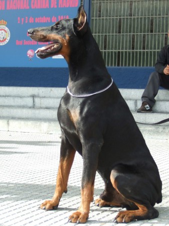 ERIA PRO TERMEN VOX
